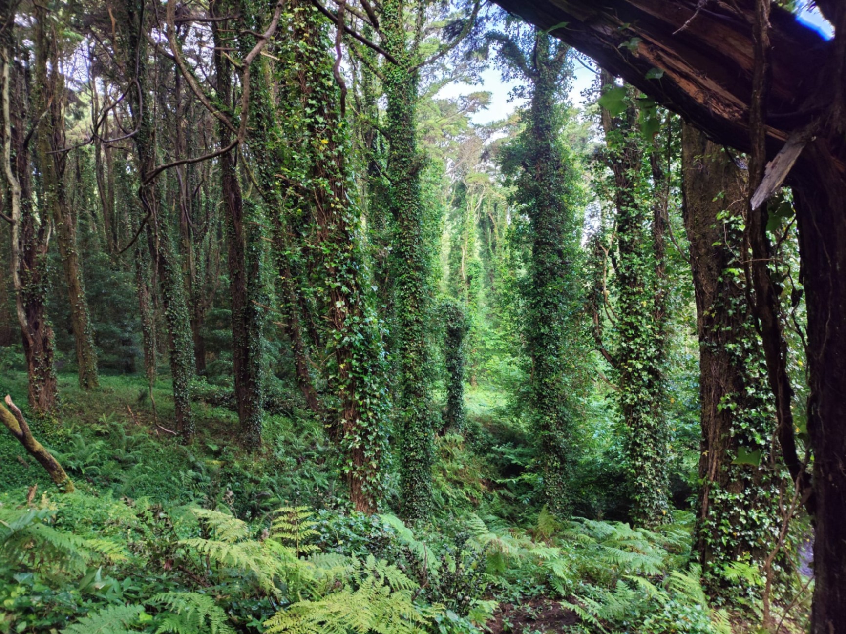 Ancient misty forest in Sintra, Portugal — moss-covered trees and ferns