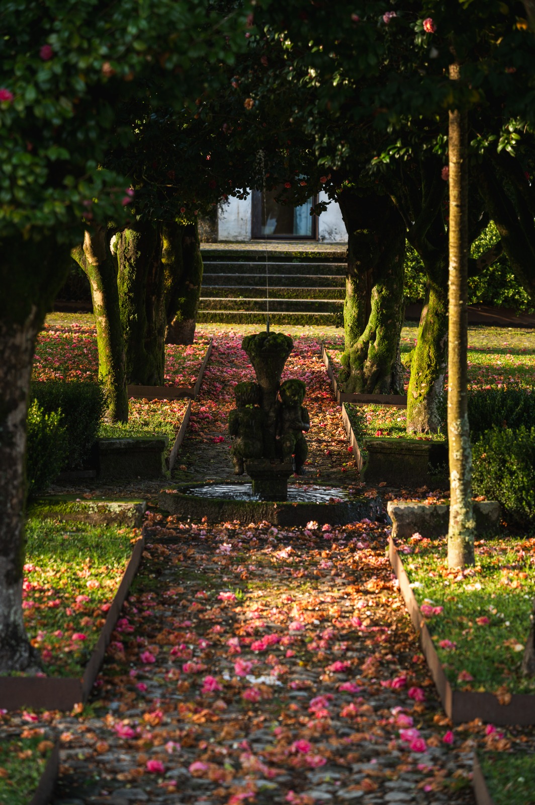 Camellia avenue covered in petals