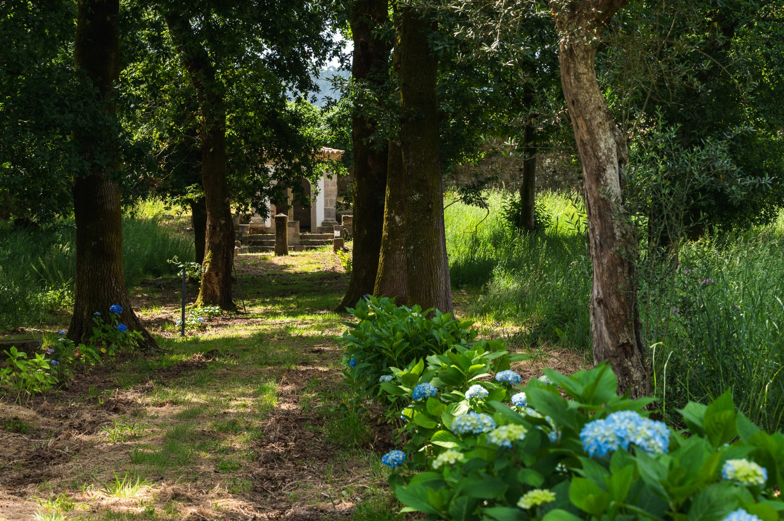 Oak woodland with blue hydrangeas