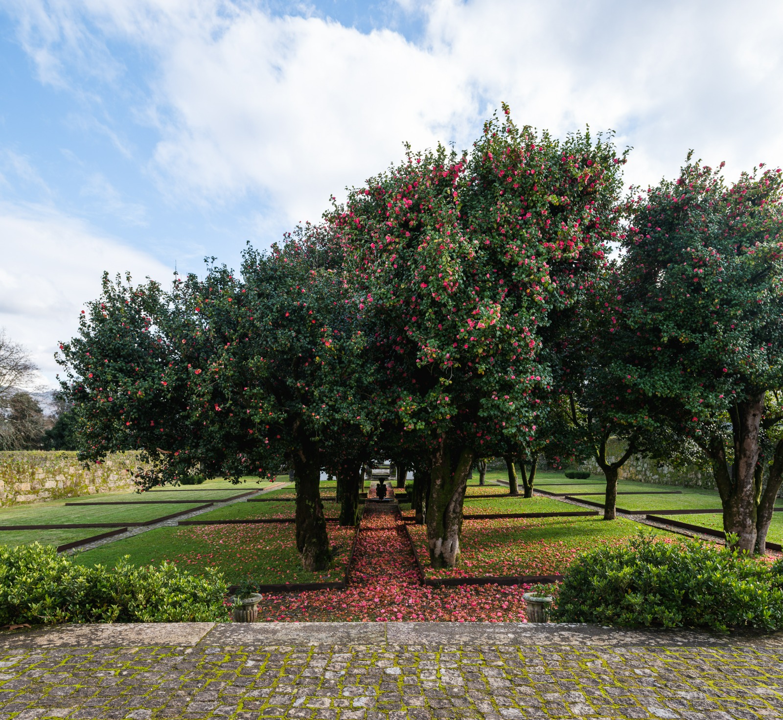 Centenary camellia tree in full bloom